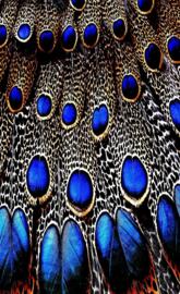 Peacock Feathers