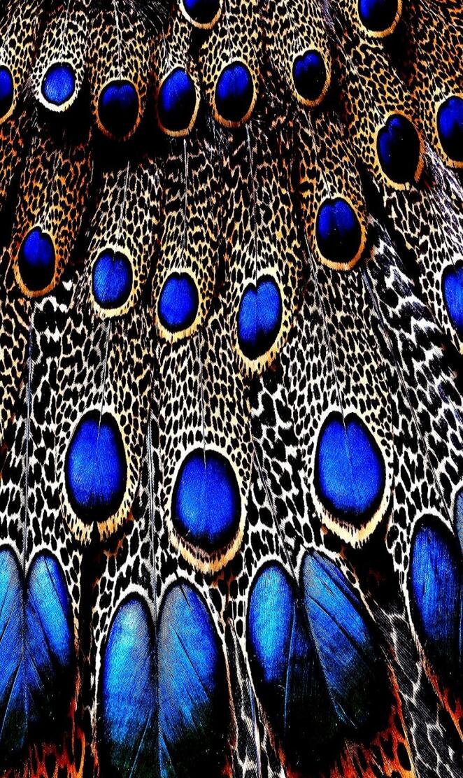 Peacock Feathers