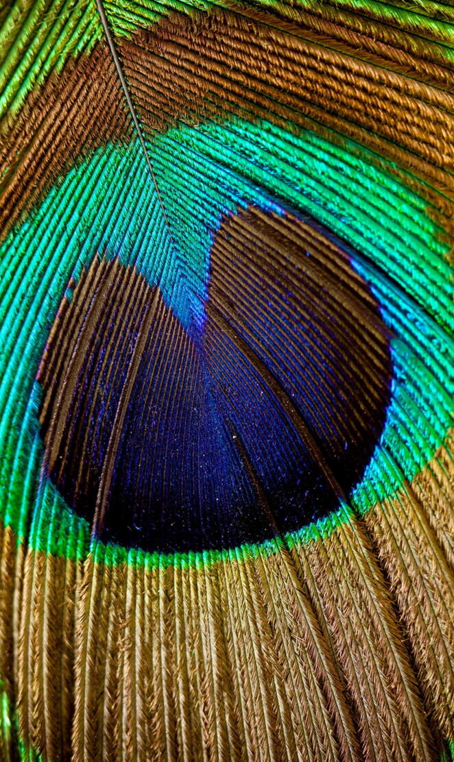 Peacock Feather