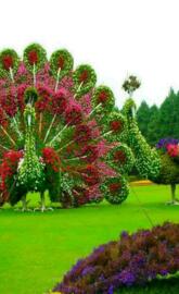 Flower Art peacok