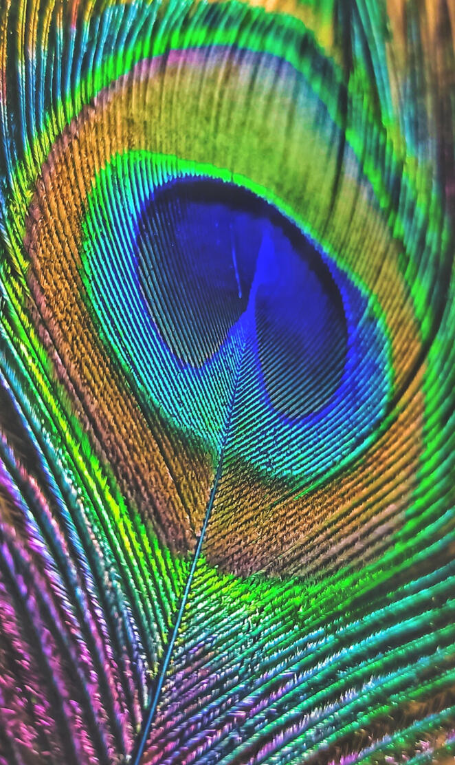 Peacock feather