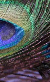 Peacock Feather