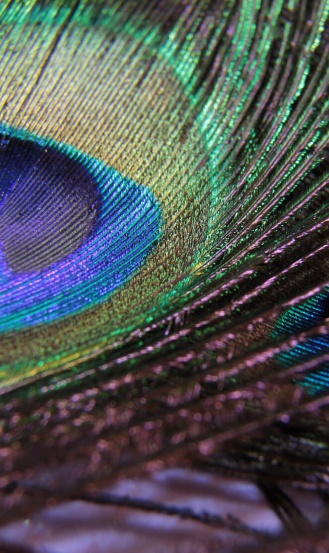 Peacock Feather