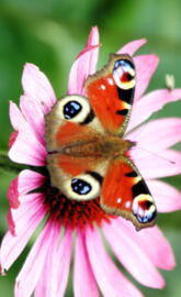 Peacock Butterfly