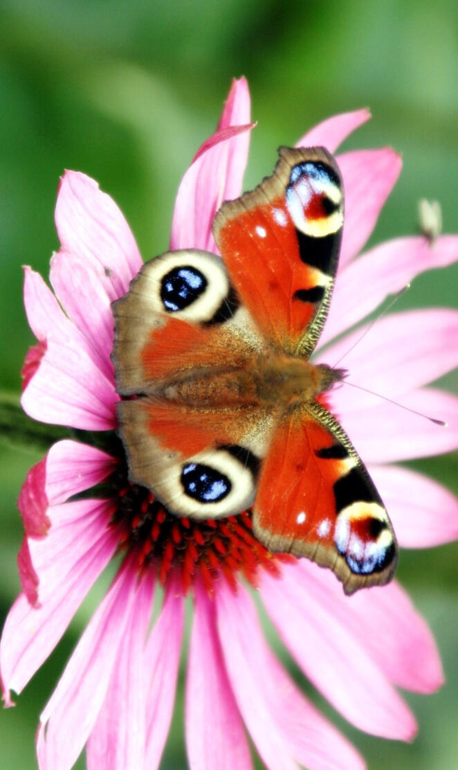 Peacock Butterfly