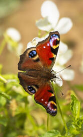 Peacock Butterfly
