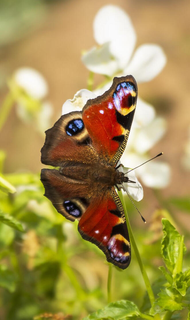 Peacock Butterfly