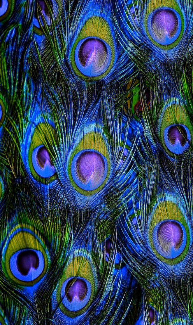 Peacock feathers