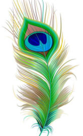 Peacock feather