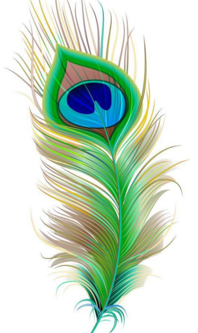 Peacock feather