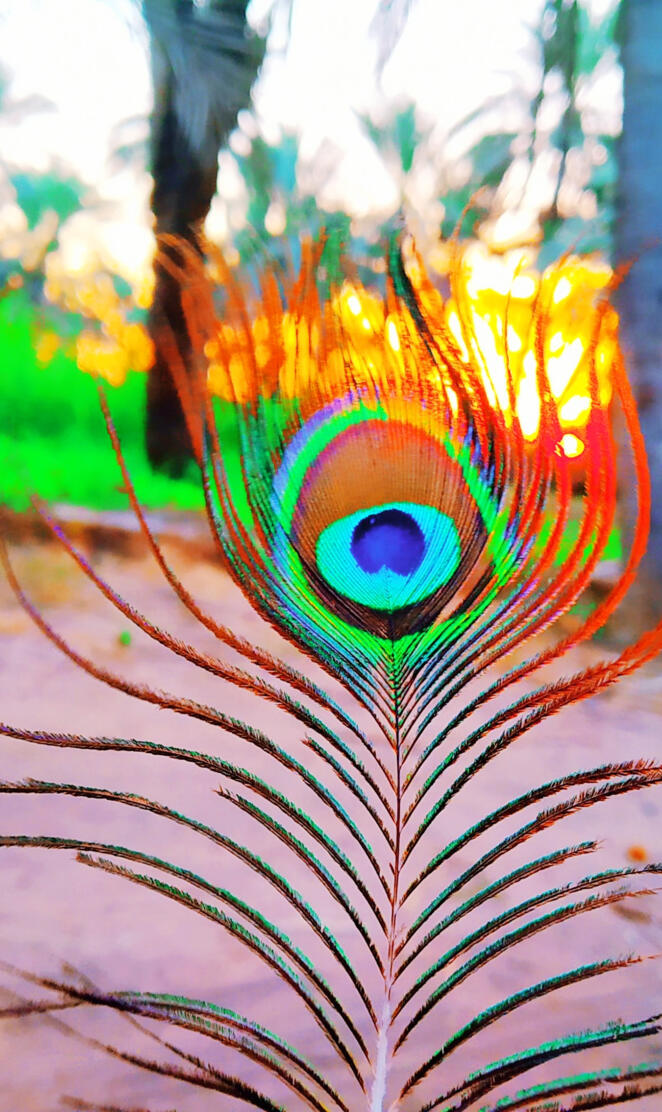 Peep of peacock