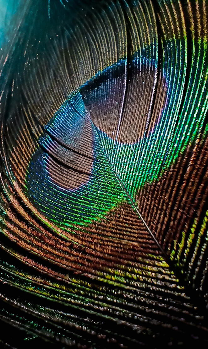 Feather