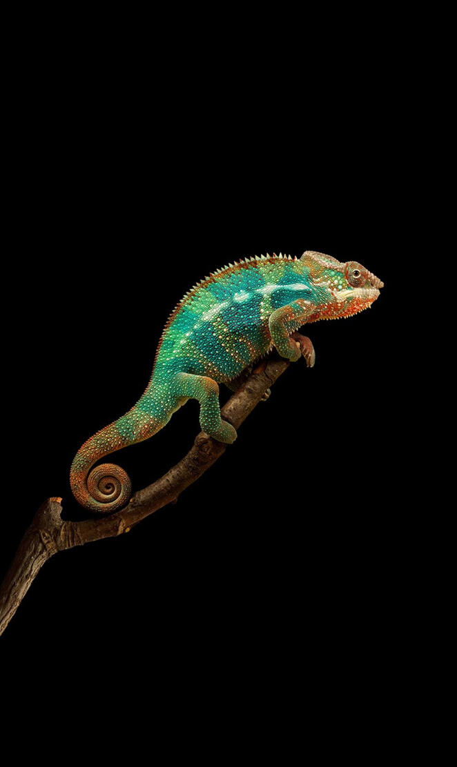Calm Chameleon