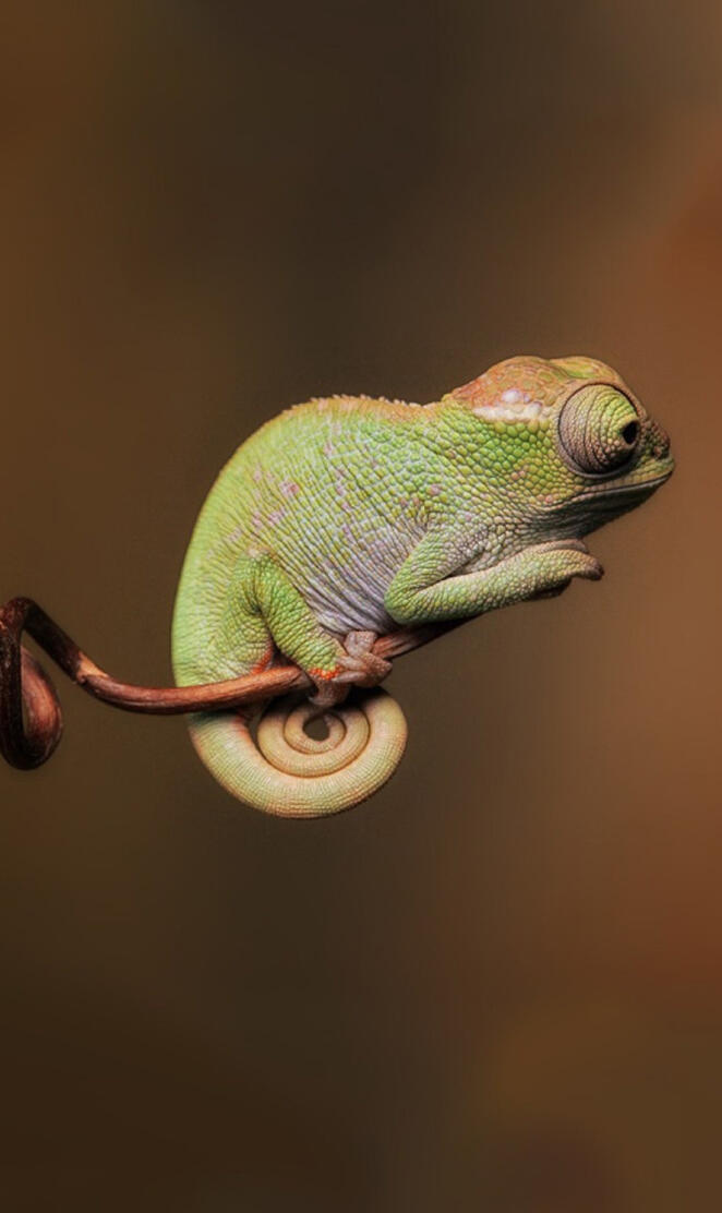 Calm Chameleon