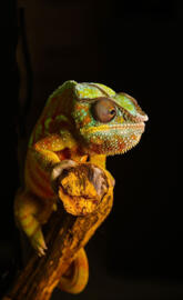 Chameleon lizard