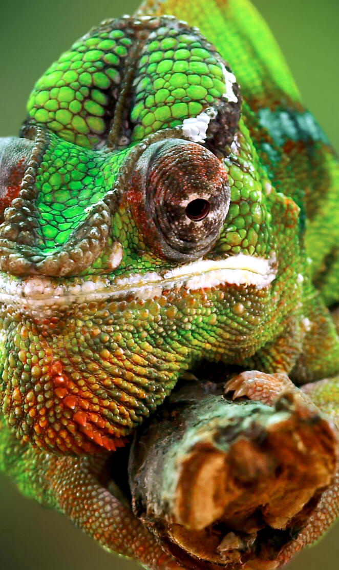 Lizard Chameleon