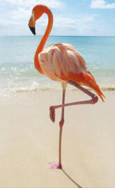 Flamingo on beach