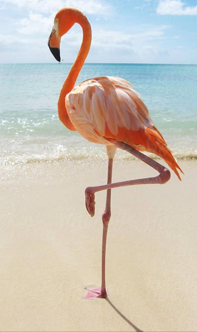 Flamingo on beach