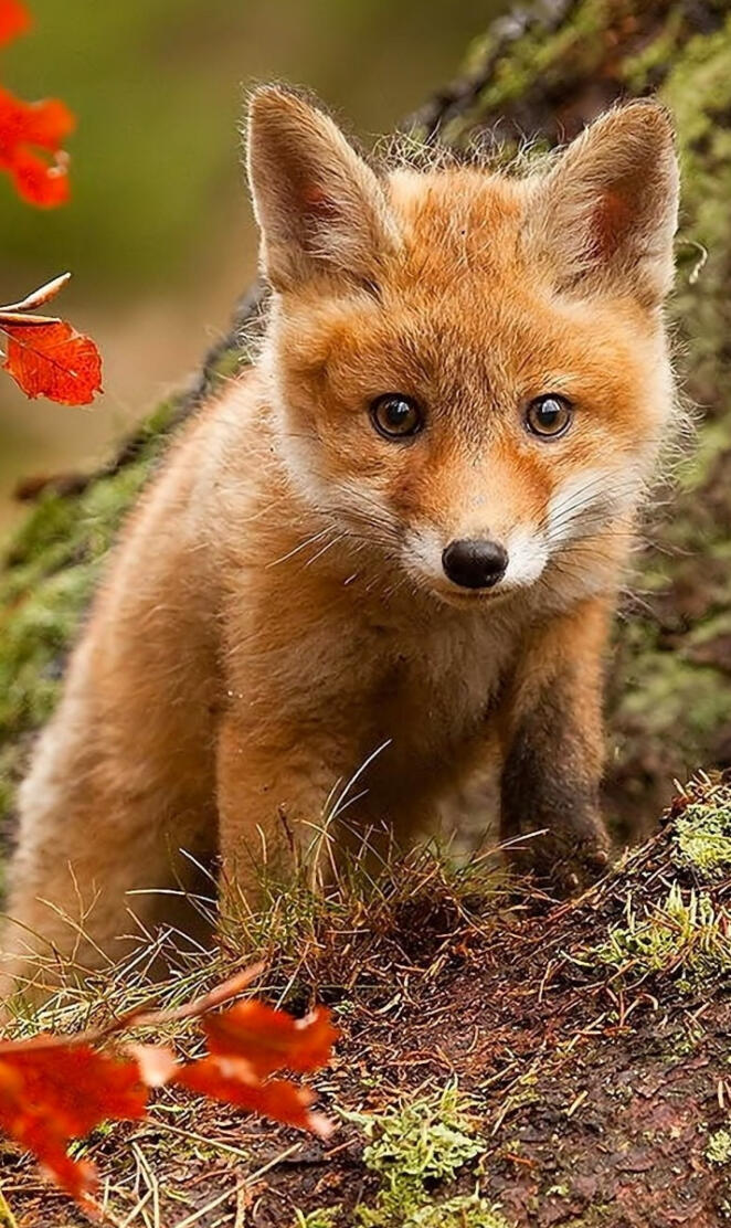 Baby Fox