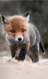 Baby fox
