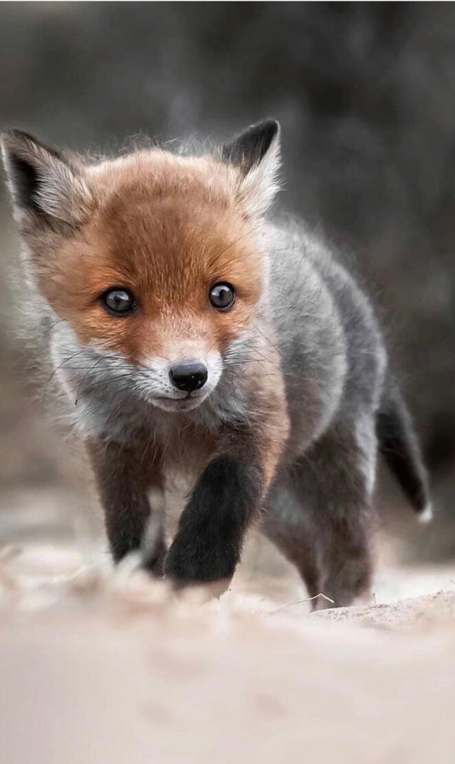 Baby fox