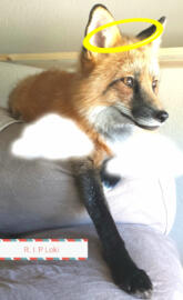 Loki the red fox