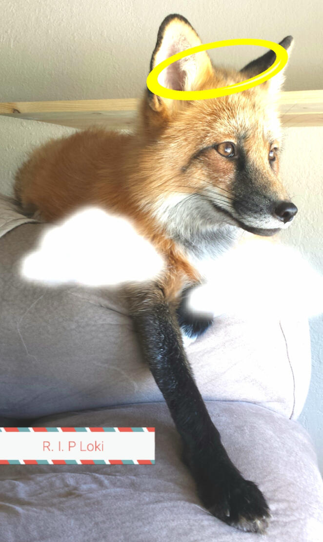 Loki the red fox