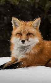 FOX  in the snow