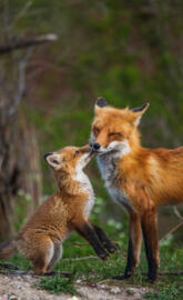 Mom and Baby Fox