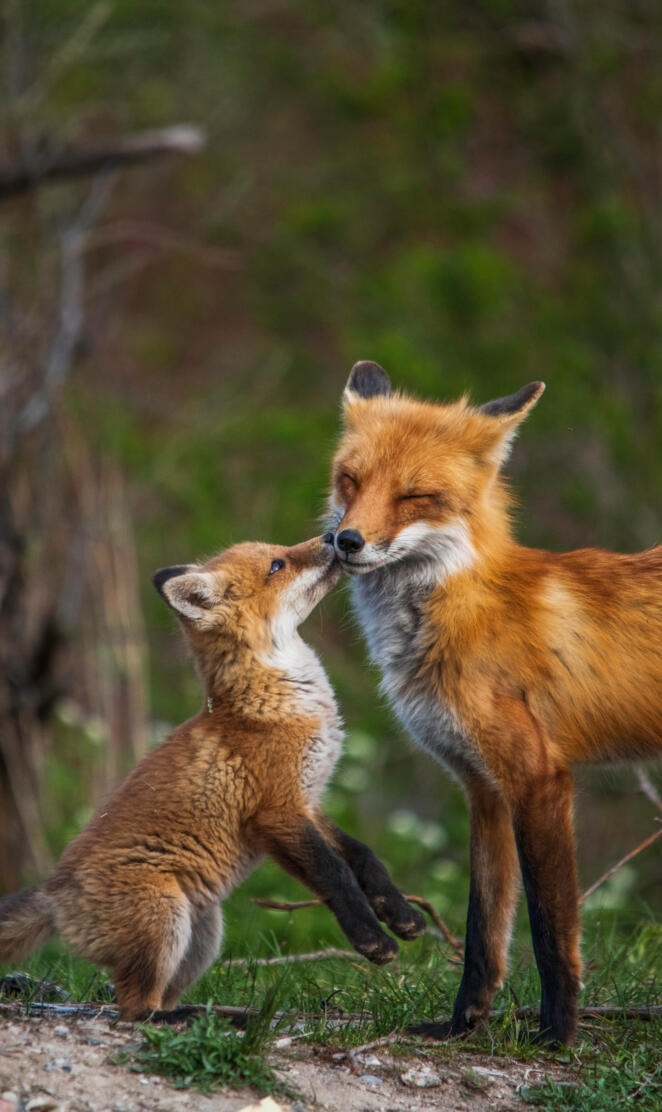 Mom and Baby Fox