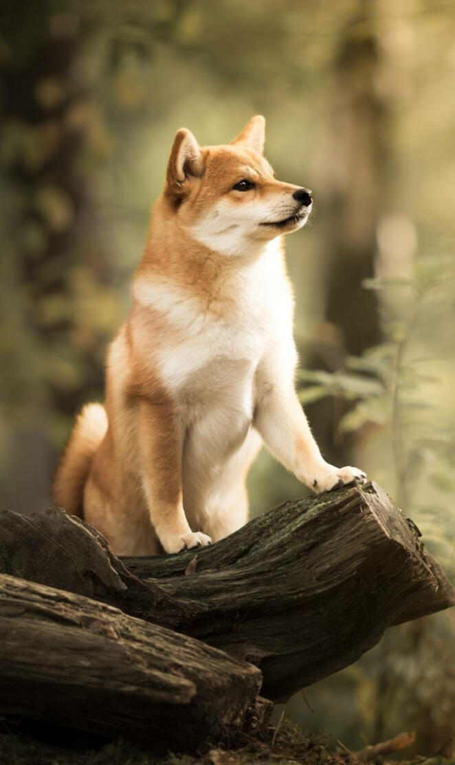 Doge Wallpaper