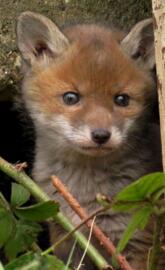 baby fox