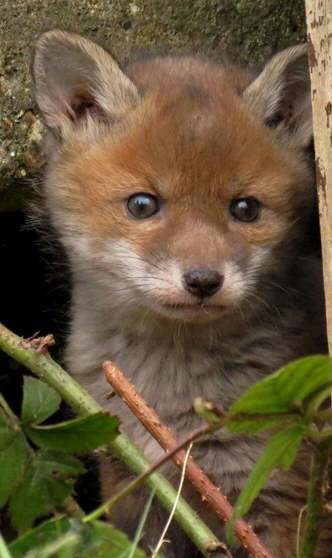baby fox