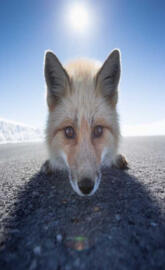 Watchful fox