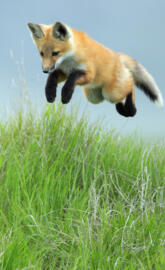 Leaping Red Fox Pup