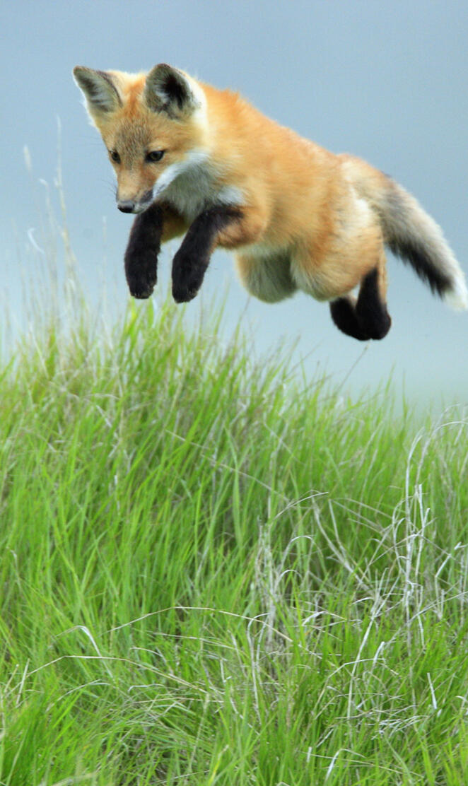 Leaping Red Fox Pup