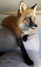 Loki the red fox