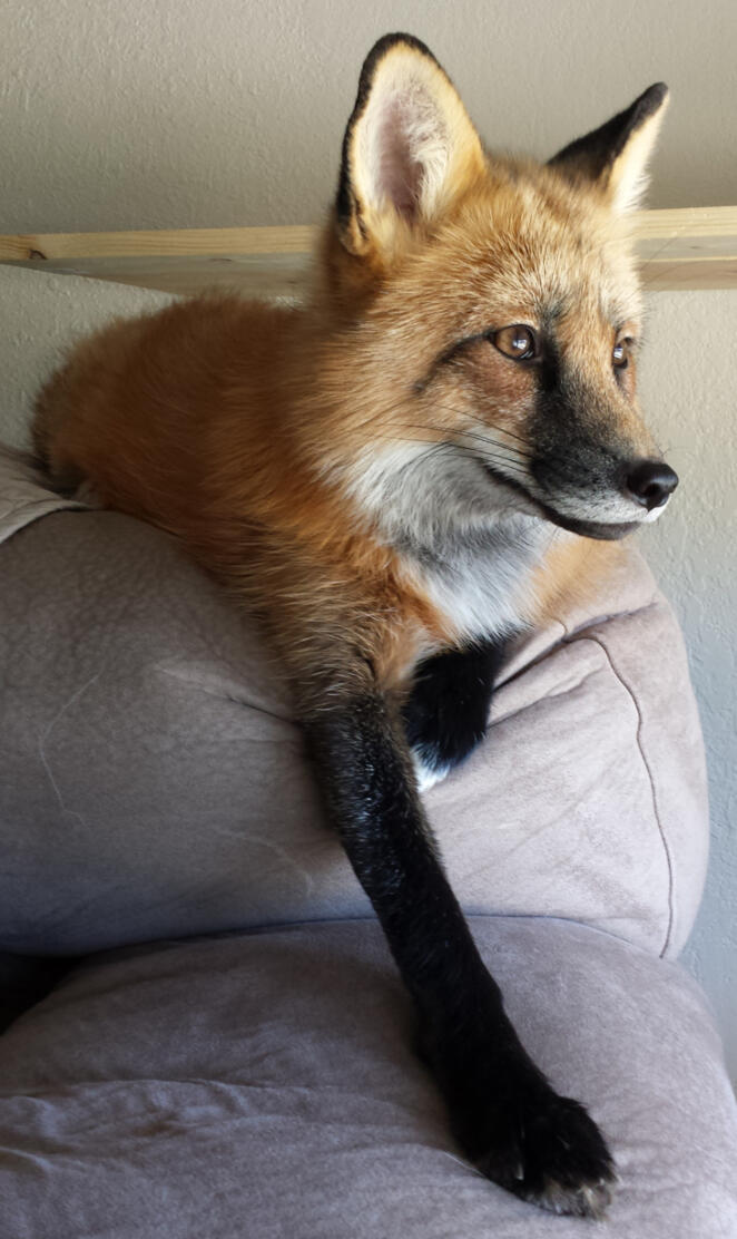 Loki the red fox