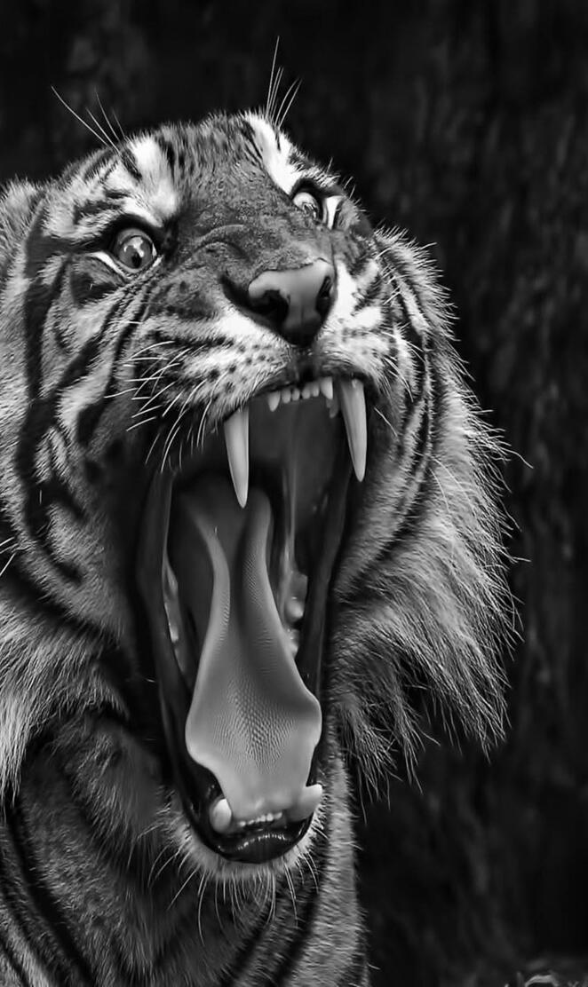 Tiger black N white