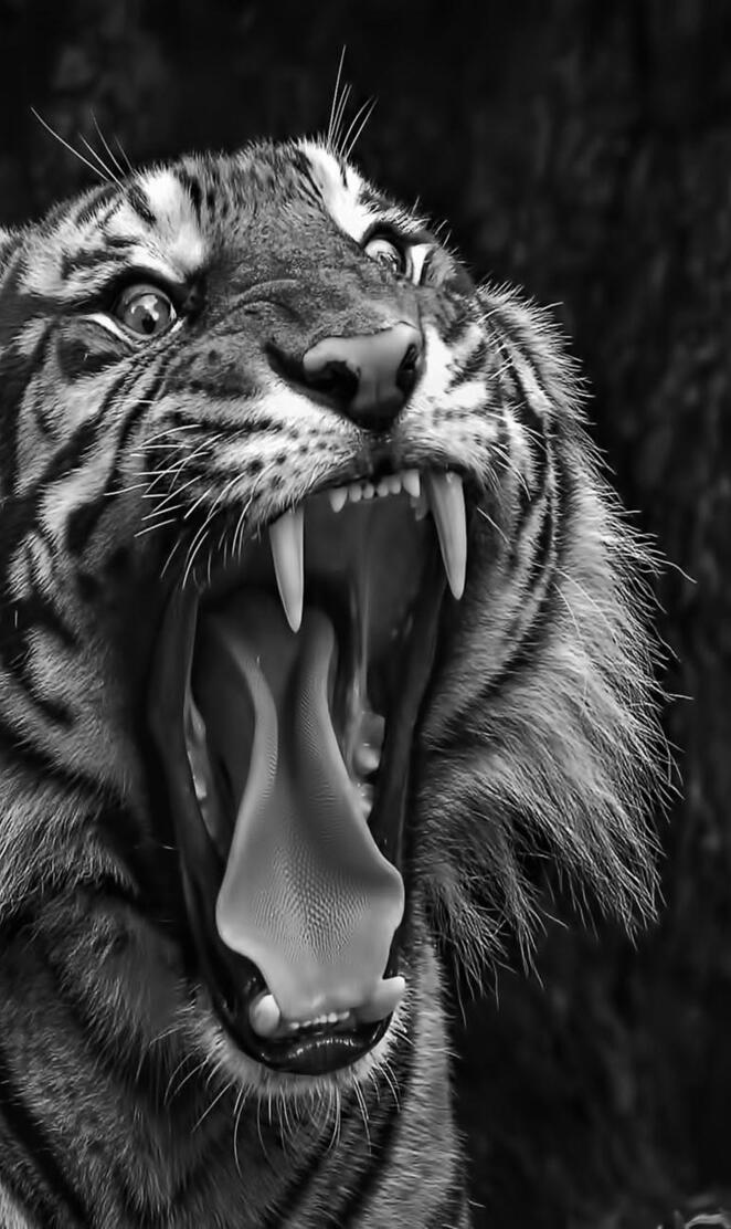 Tiger black N white