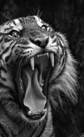 Tiger black N white