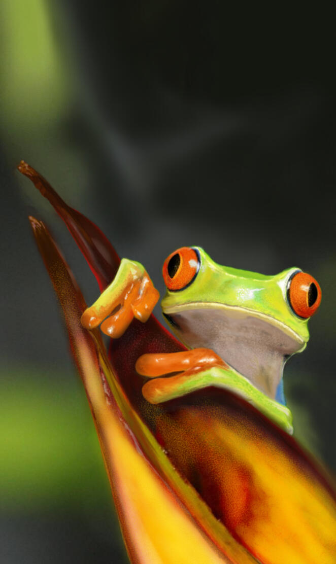 Frog by mid0