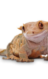 Crested gecko
