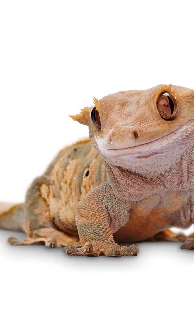 Crested gecko