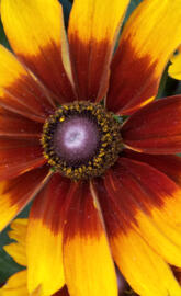 rudbeckia