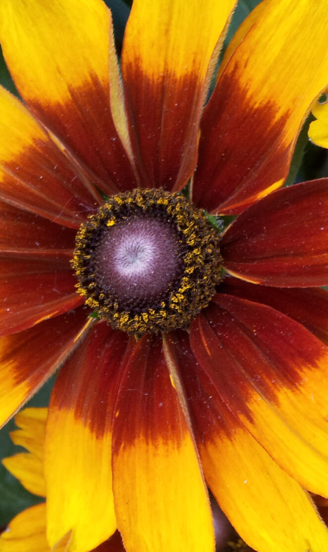 rudbeckia