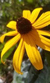Blackeyed Susan