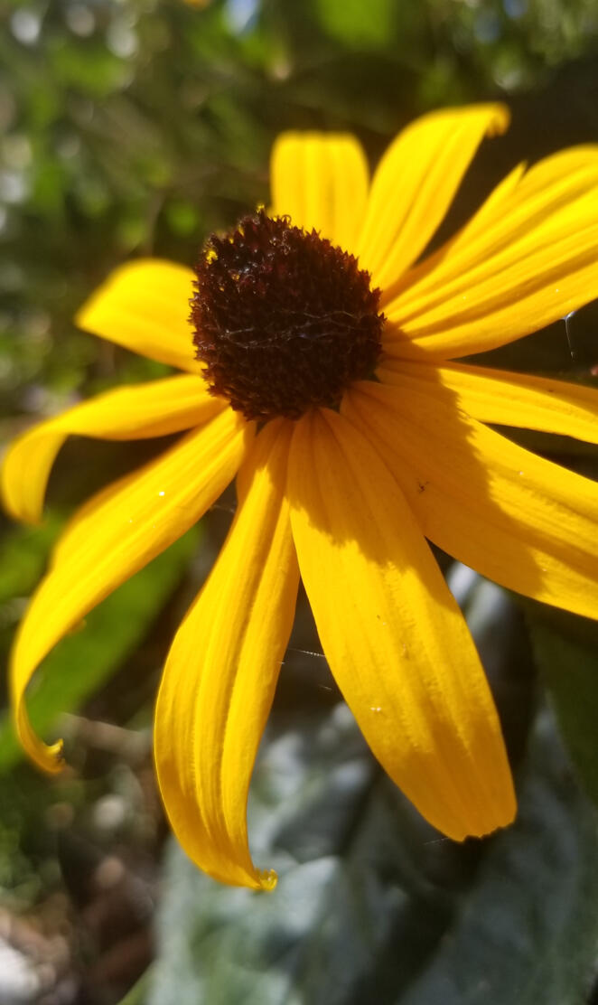 Blackeyed Susan