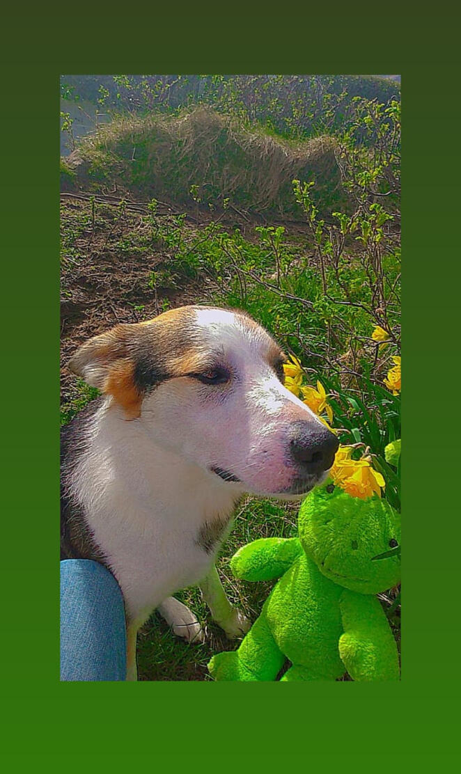 Dog Frog Flowers