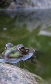 Frosch im Wasser